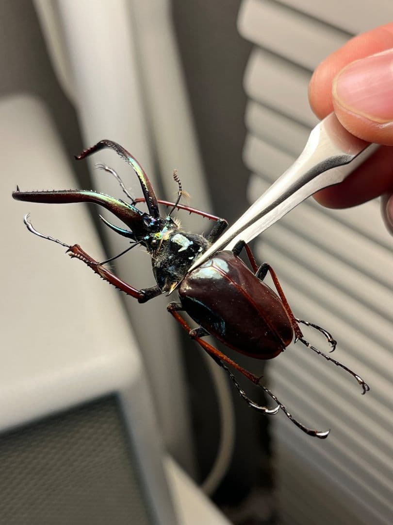 【PARATYPE】ホロメタリクスチリクワガタ 56mm シワバネクワガタ標本