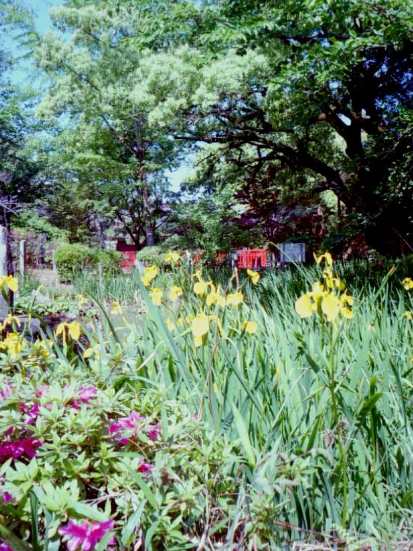 OLYMPUS PEN EE-2【実写済みの動作品です】