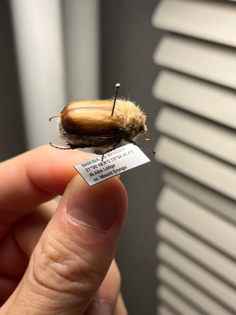 【21mm】ライオンコガネコガネムシハナムグリコブハムシプラチナコガネフンチュウ