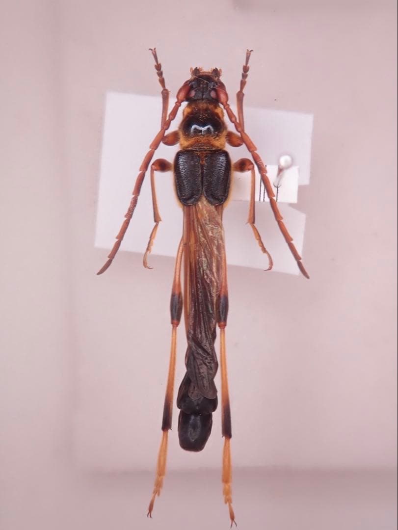 オニホソコバネカミキリ