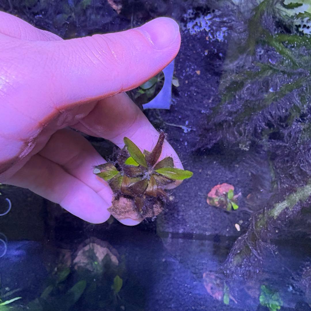 ブセファランドブラウニーゴースト２０１１-２０１２　ナカモト等 9株まとめ売り