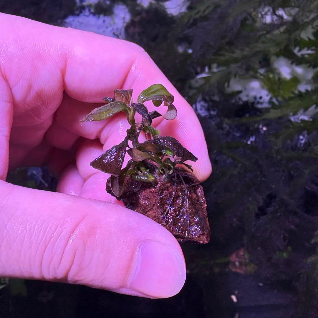 ブセファランドブラウニーゴースト２０１１-２０１２　ナカモト等 9株まとめ売り