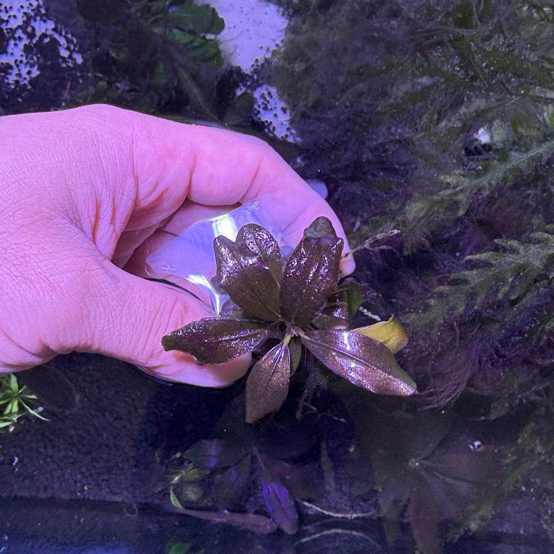 ブセファランドブラウニーゴースト２０１１-２０１２　ナカモト等 9株まとめ売り