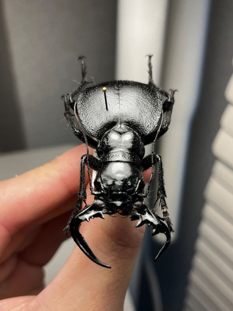 【巨大♂】オオエンマハンミョウ Manticora タンザニア産 昆虫標本