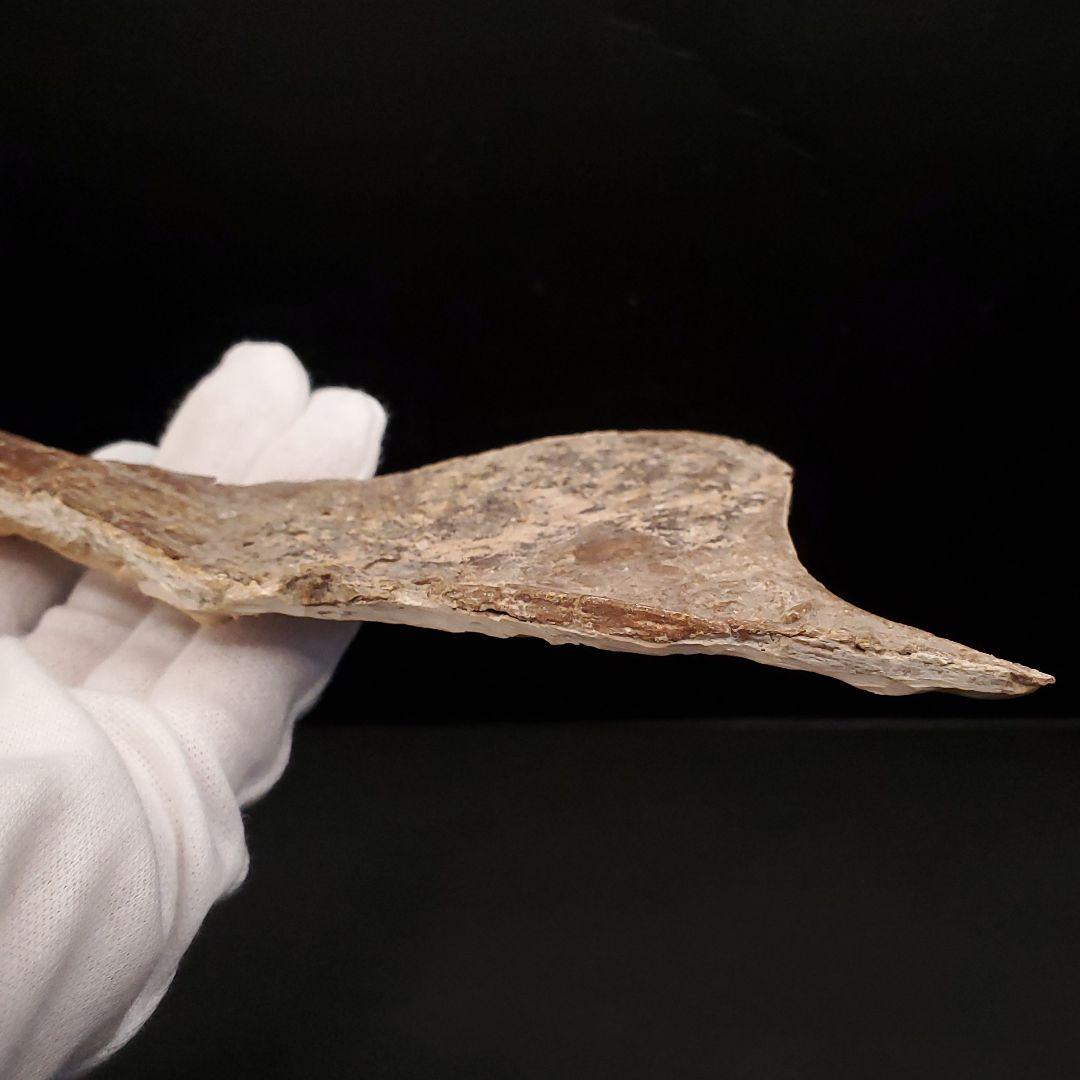 博物館級 タペヤラ 化石 下顎 恐竜 本物 ブラジル産 225mm fr77