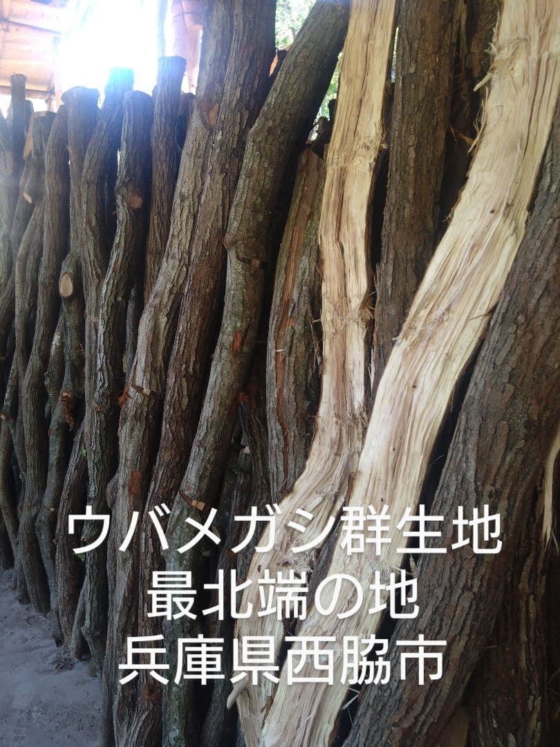 備長炭 丸物23キロ