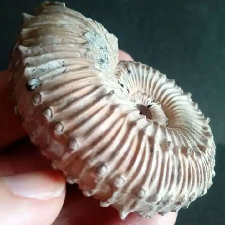 化石　パイライト　アンモナイト　棘々沢山　装飾豪華　殻付き標本　ロシア産