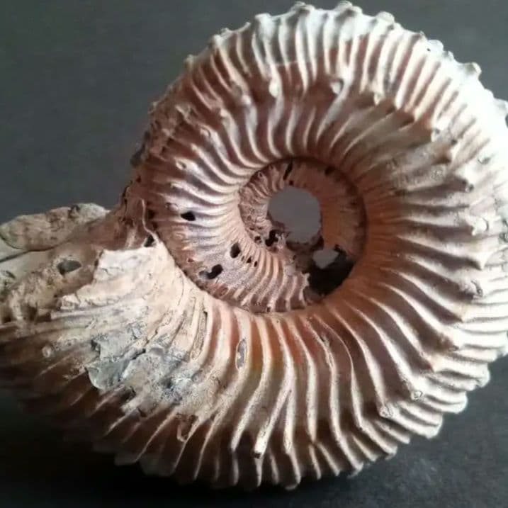 化石　パイライト　アンモナイト　棘々沢山　装飾豪華　殻付き標本　ロシア産