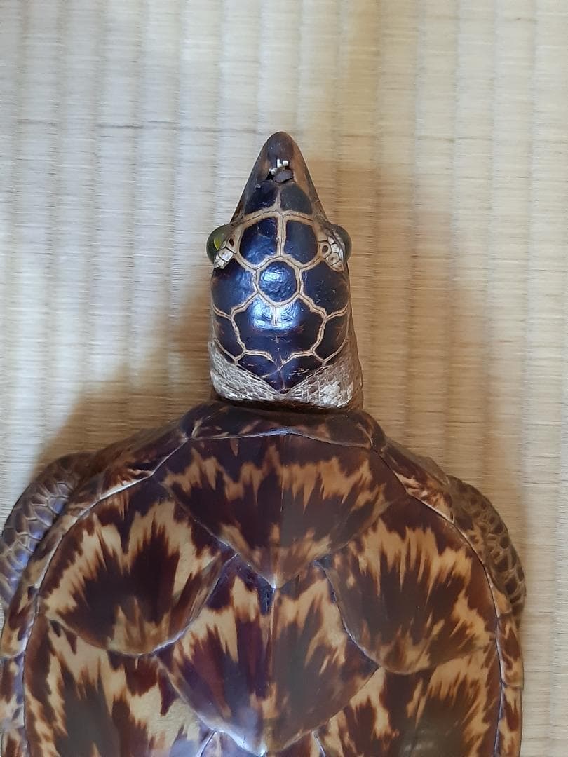 タイマイ　ウミガメ　剥製　大小2個体セット　国際希少野生動植物種登録票付き