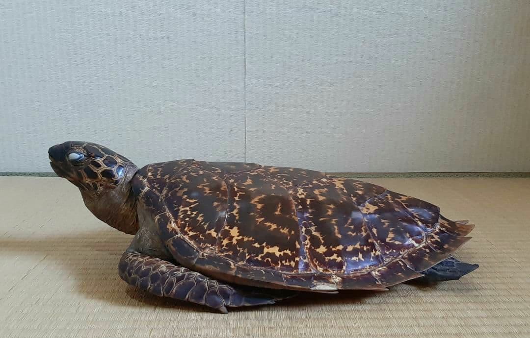 タイマイ　ウミガメ　剥製　大小2個体セット　国際希少野生動植物種登録票付き