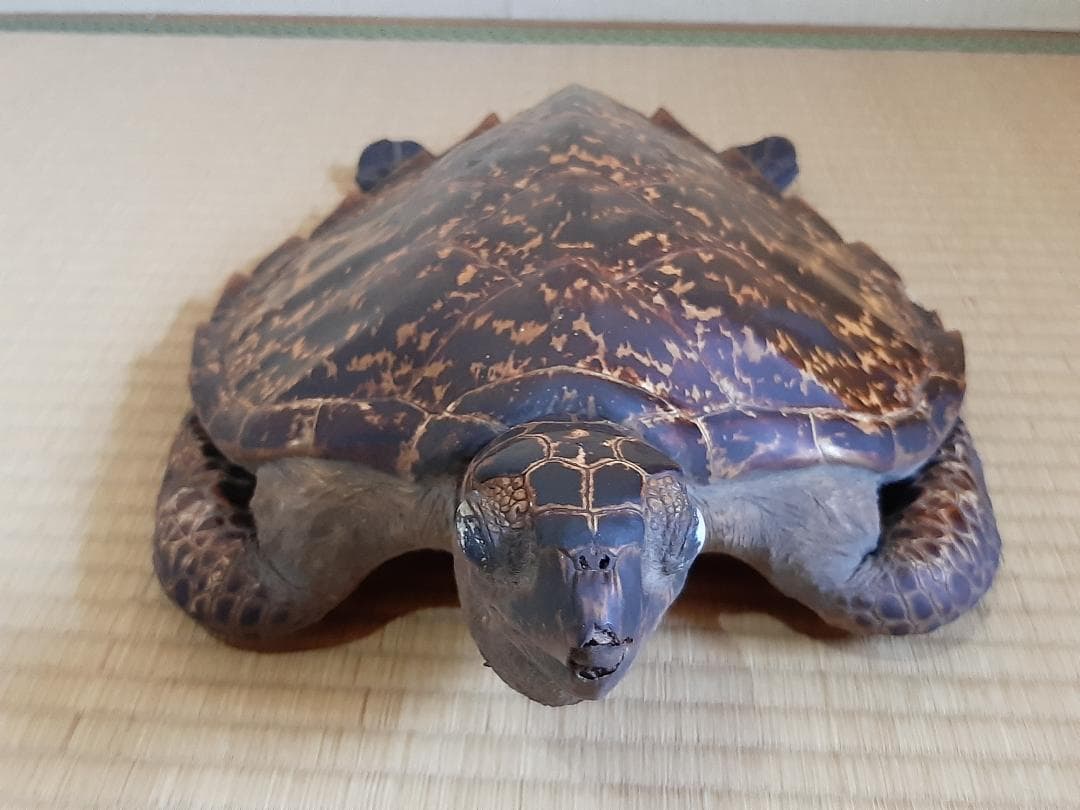 タイマイ　ウミガメ　剥製　大小2個体セット　国際希少野生動植物種登録票付き