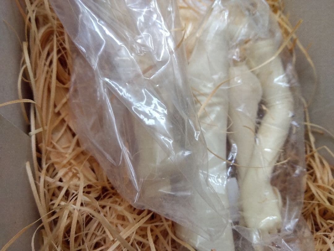 ●空山基 キューティーハニー 1/4 ボークス ガレージキット フィギュア