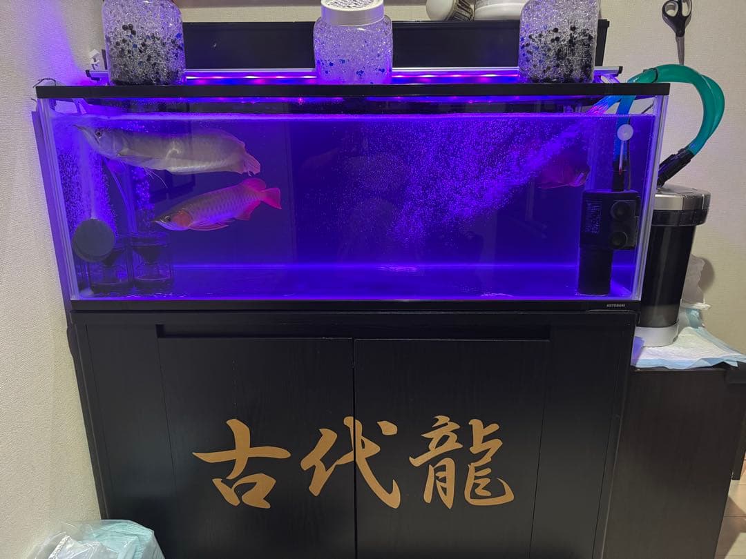 大きなガラス水槽 LED照明付き