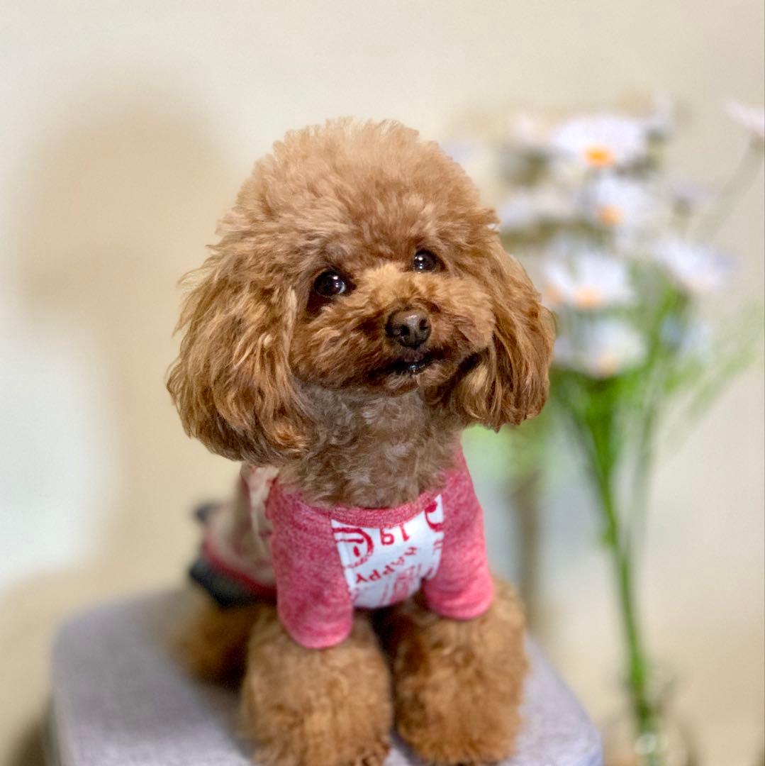 No.23 ハンドメイド犬服 ラグラン半袖Tシャツワンピース