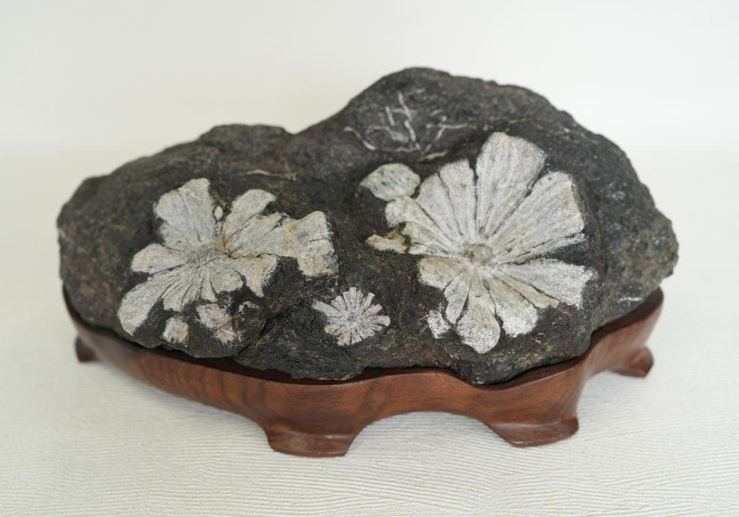菊花石　/梅化石　石盆栽　松盆栽 向日葵鑑賞石盆石水石