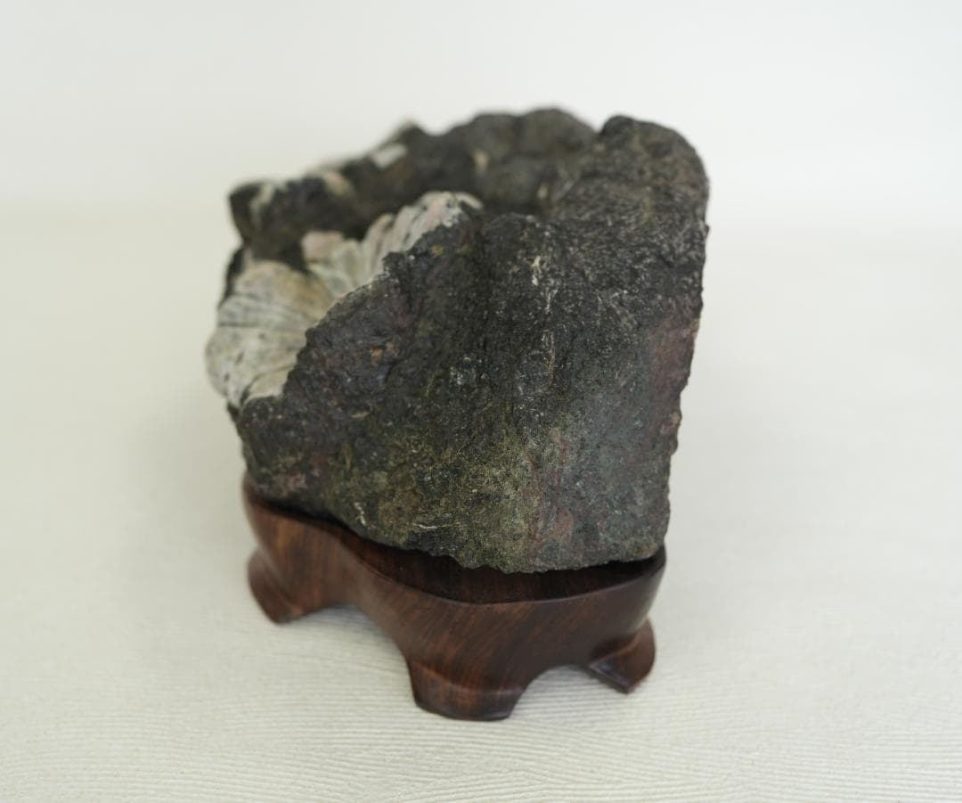 菊花石　/梅化石　石盆栽　松盆栽 向日葵鑑賞石盆石水石