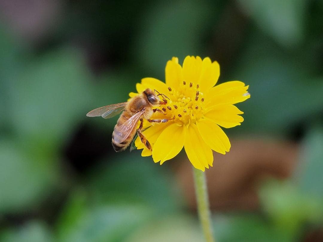 OLYMPUS単焦点レンズ M.ZUIKO ED 60mm F2.8 Macro