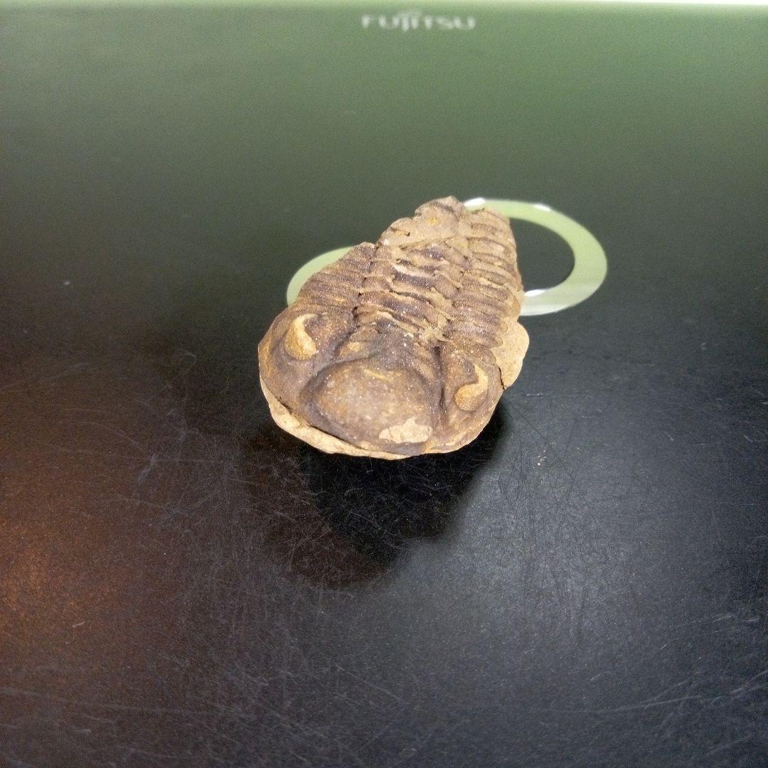 三葉虫　化石　fossil　ボリビア産　trilobite　ノジュール判別③