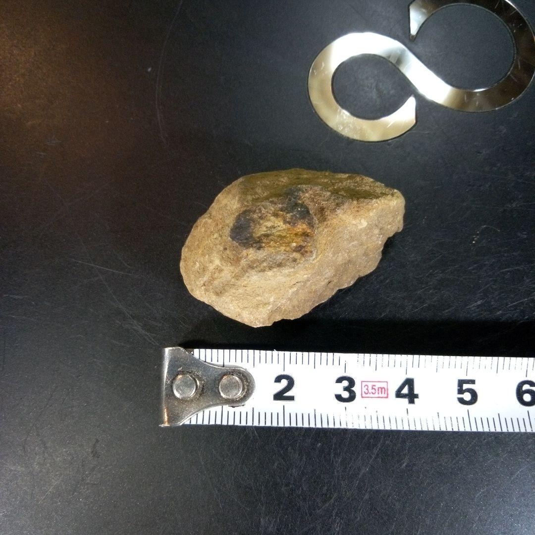 三葉虫　化石　fossil　ボリビア産　trilobite　ノジュール判別③