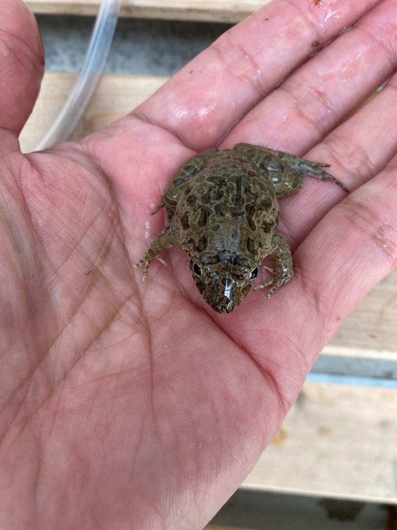 冷凍カエル【M・100匹】餌用カエル 約3〜4cm ヌマガエル 餌 自家繁殖