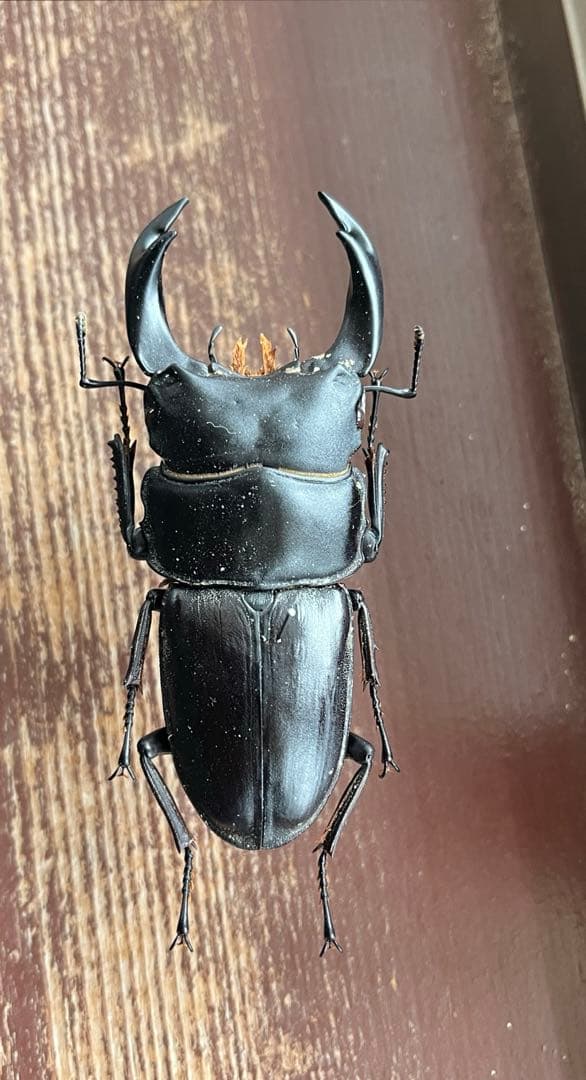 福島県産 野外品オオクワガタ