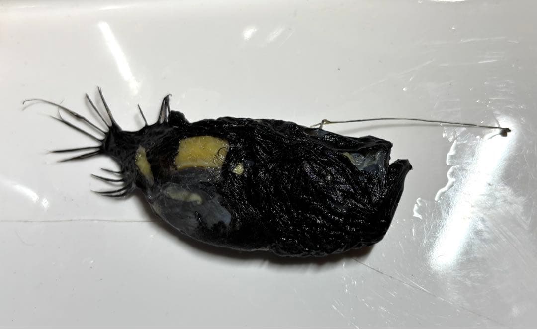 ミツクリエナガチョウチンアンコウ液浸標本