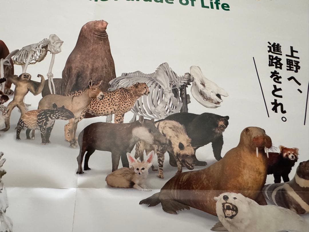 美品　大哺乳類展3 告知ポスター　カラー版