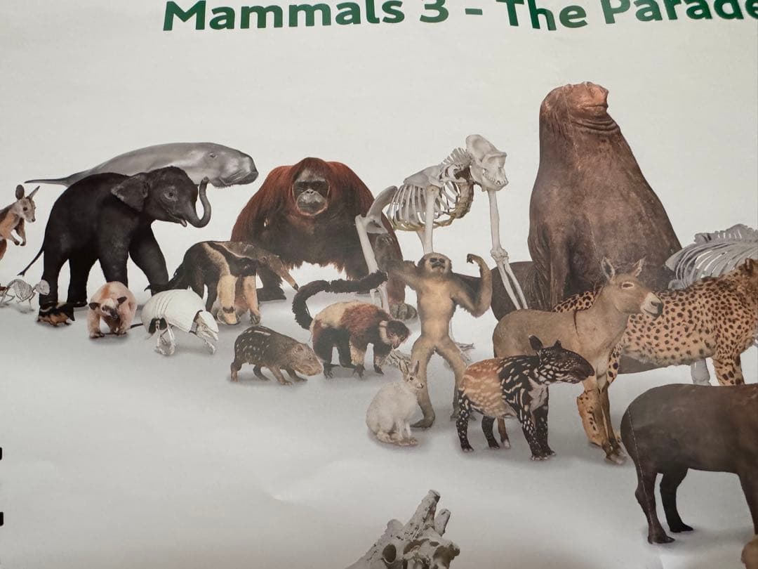 美品　大哺乳類展3 告知ポスター　カラー版