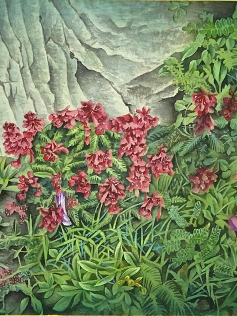 掛軸 若舟『山草図 タカネシオガマ』日本画手描き表装 絹本 箱付 a062811