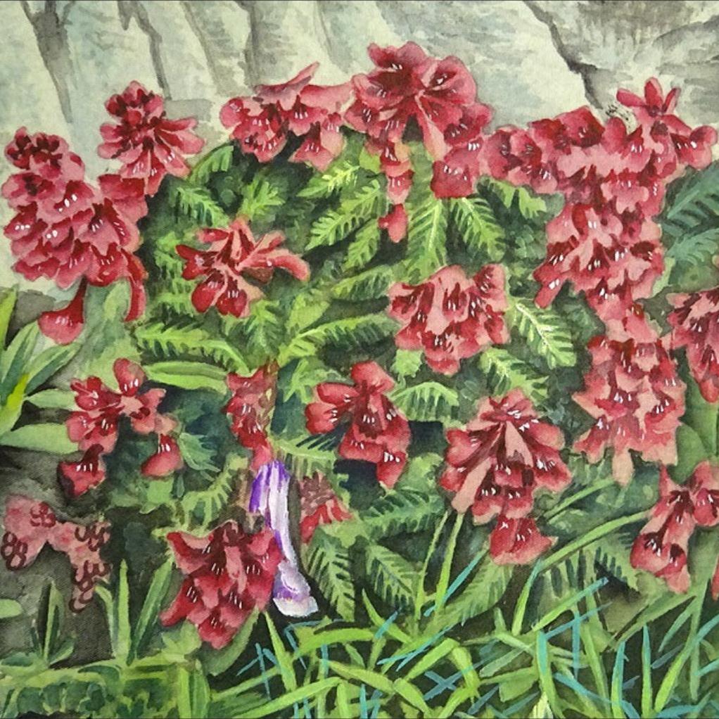 掛軸 若舟『山草図 タカネシオガマ』日本画手描き表装 絹本 箱付 a062811