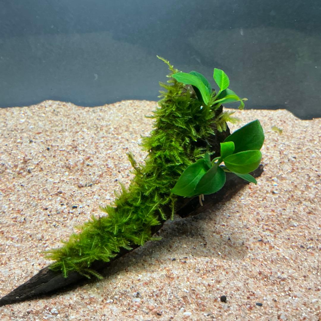 【第四種郵便】良型！ジャワモス活着ブセ2種付流木とG南米プチ