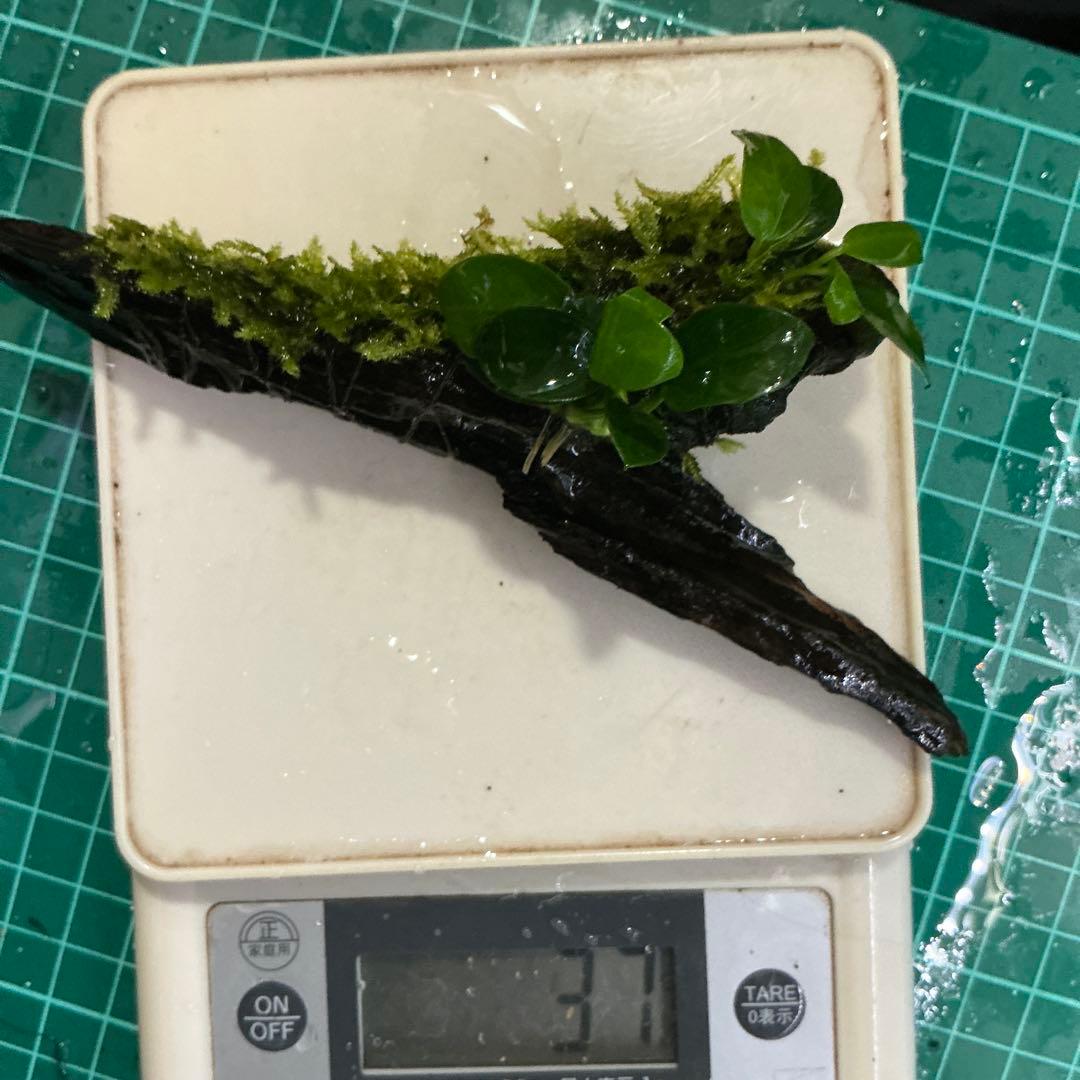 【第四種郵便】良型！ジャワモス活着ブセ2種付流木とG南米プチ