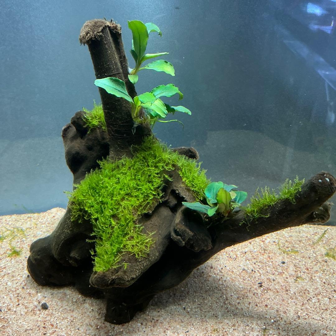 【第四種郵便】良型！ジャワモス活着ブセ2種付流木とG南米プチ