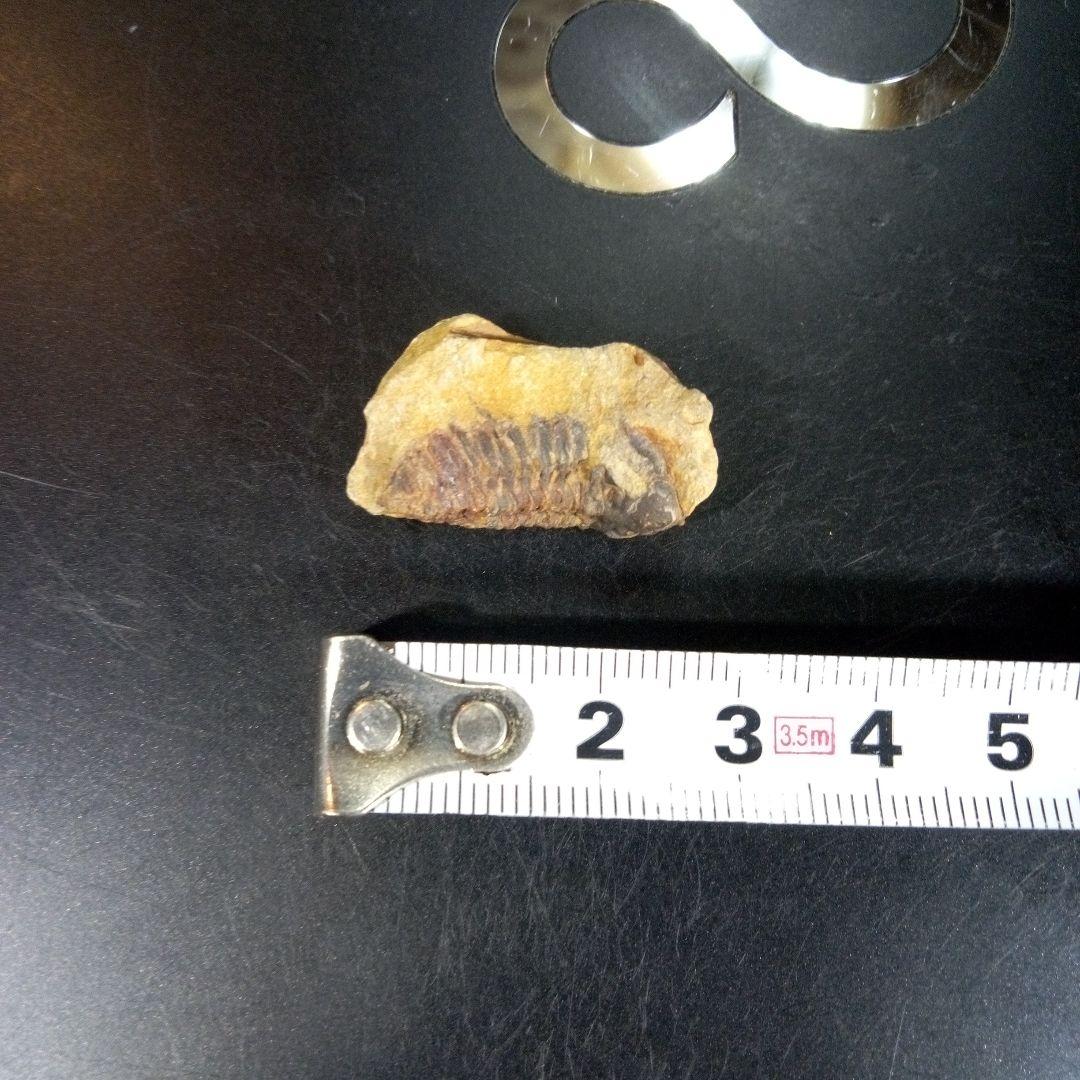三葉虫　化石　fossil　海　ボリビア産　trilobite　海生動物判別②