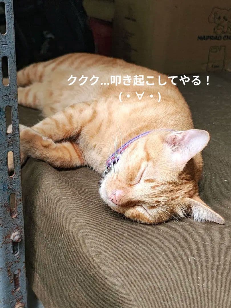 【MADAM】タイのお守りプラクルアン！呪物…！？魔除け&開運！！