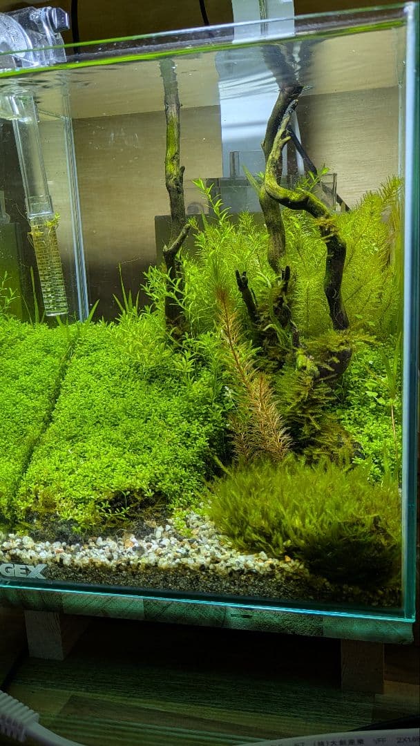 水槽(水草レイアウト済)