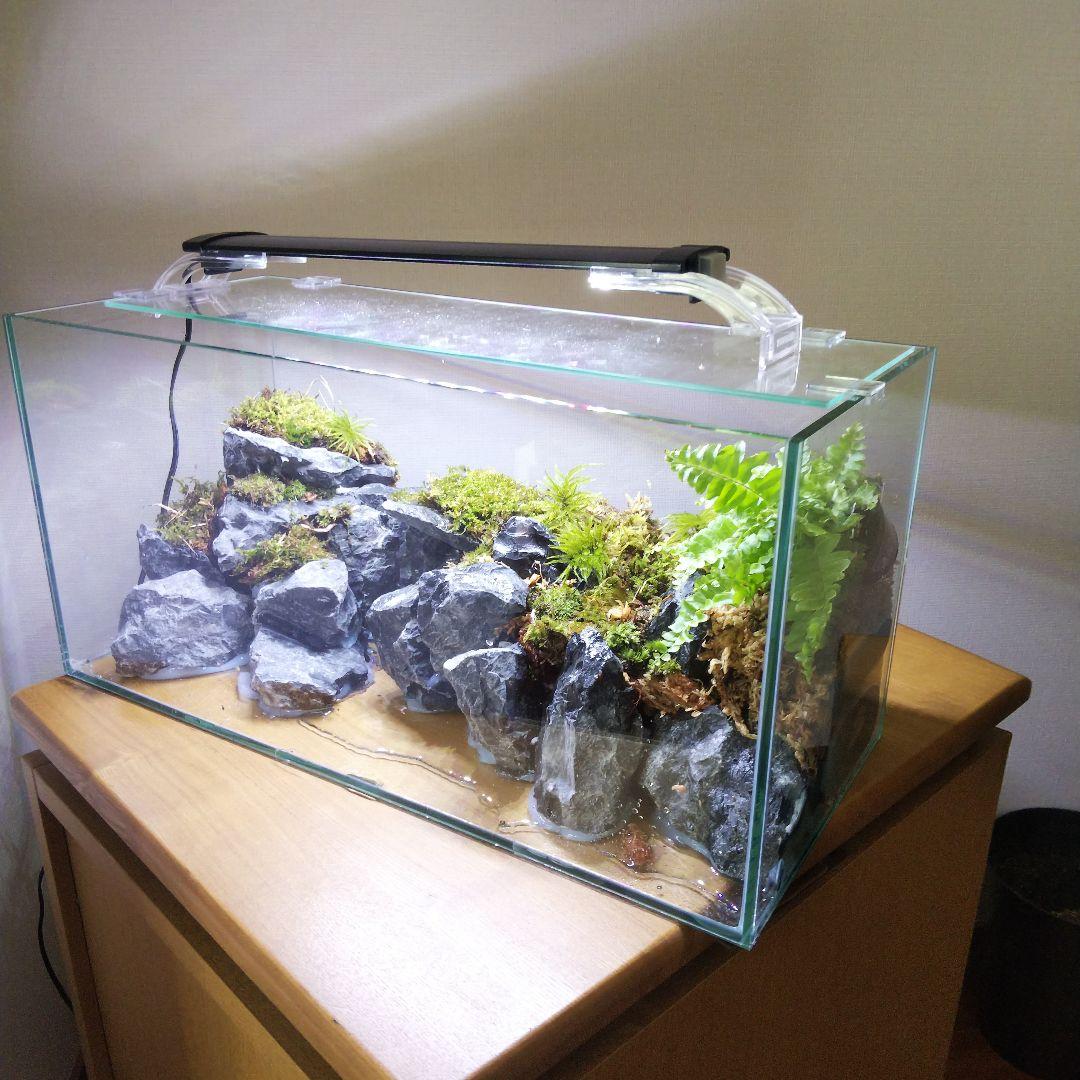 【完成品】アクアテラリウム　カニリウム　イモリウム　苔　水槽　苔テラリウム