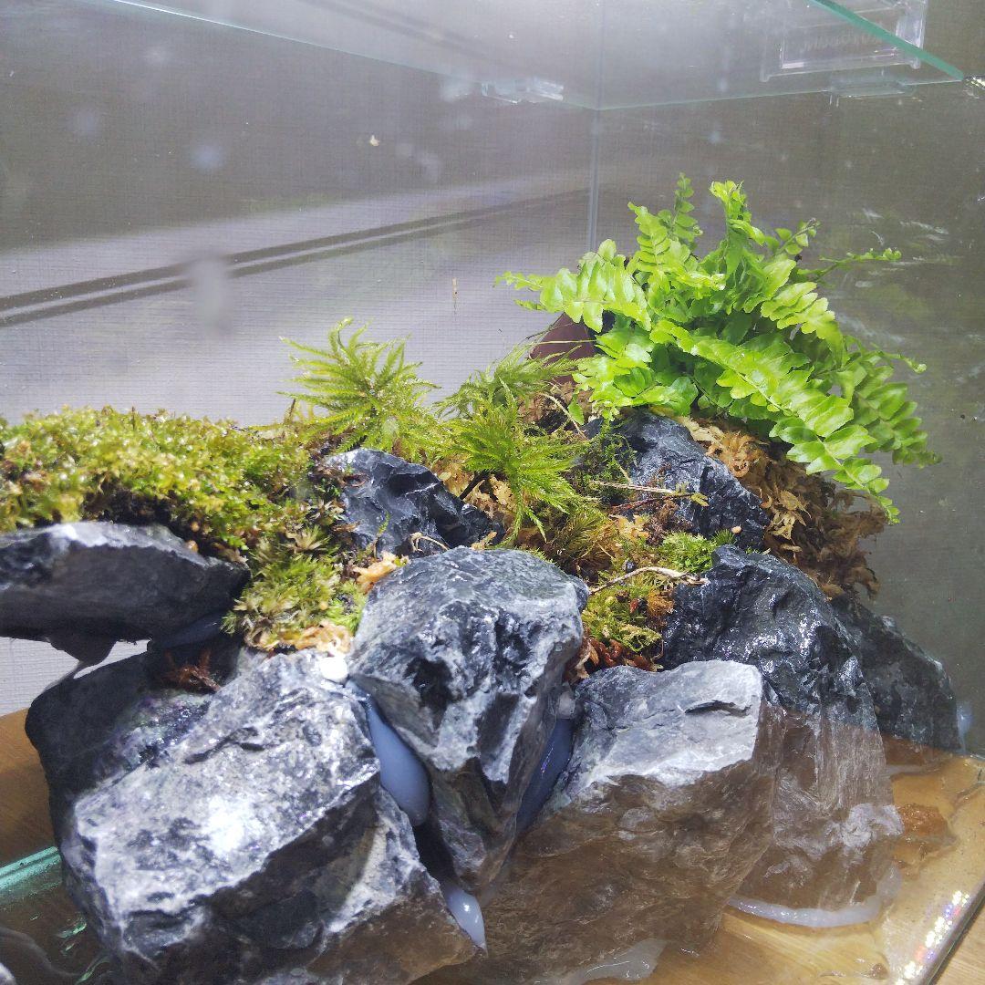 【完成品】アクアテラリウム　カニリウム　イモリウム　苔　水槽　苔テラリウム