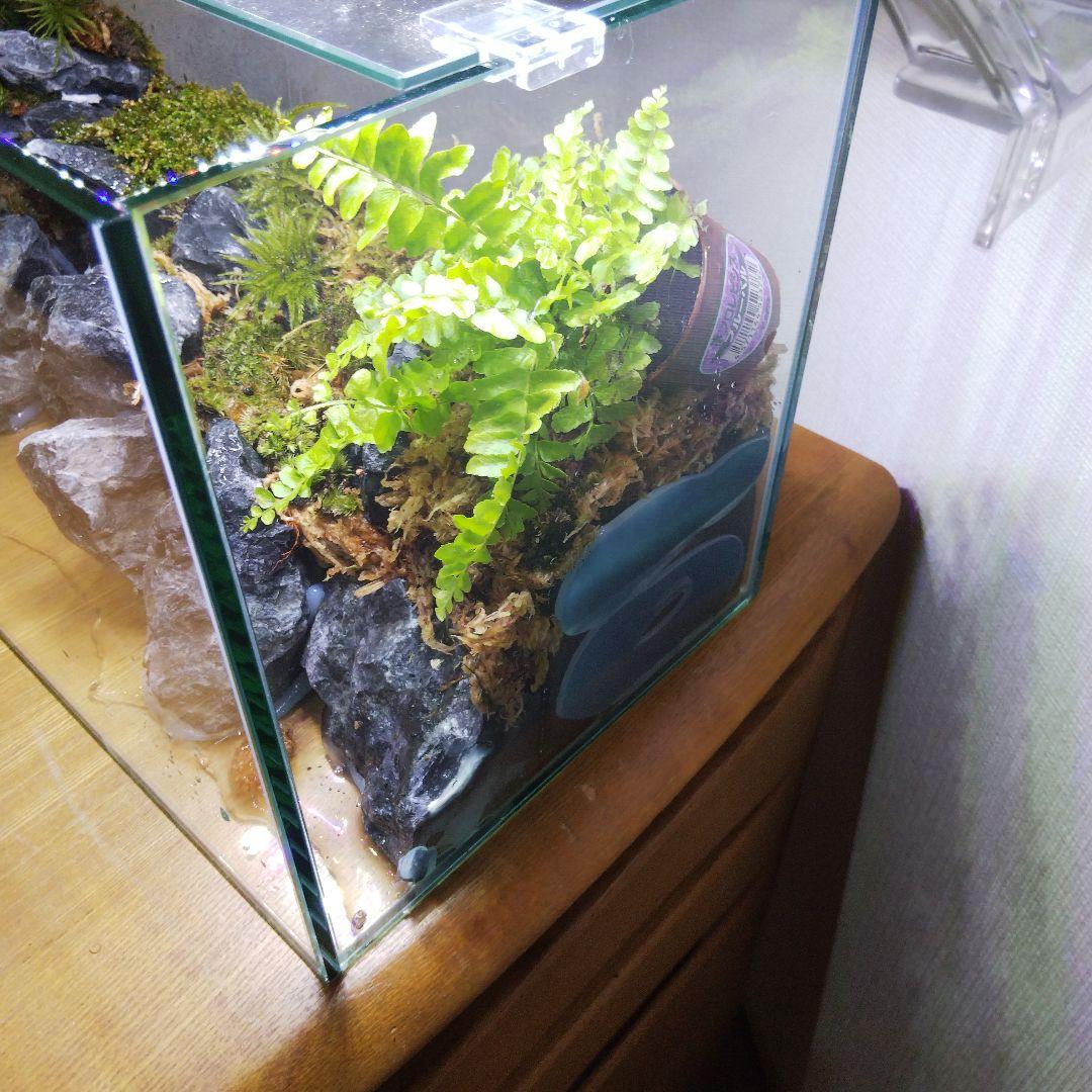 【完成品】アクアテラリウム　カニリウム　イモリウム　苔　水槽　苔テラリウム