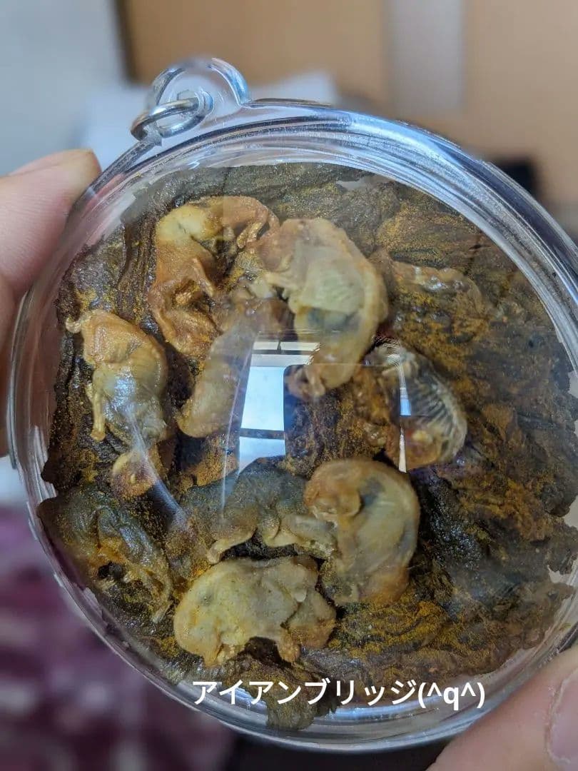 【マジモノ…】動物の〇ちゃんを素材としたプラクルアン？呪物？すごい金運＆幸運…