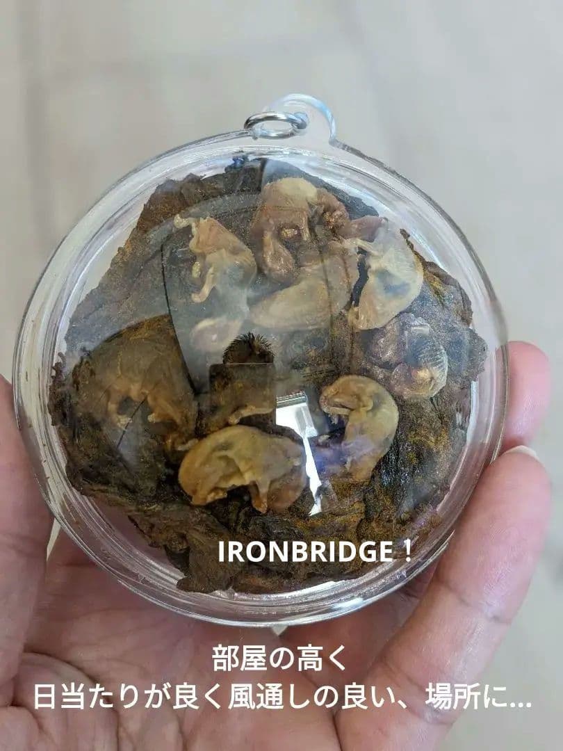 【マジモノ…】動物の〇ちゃんを素材としたプラクルアン？呪物？すごい金運＆幸運…