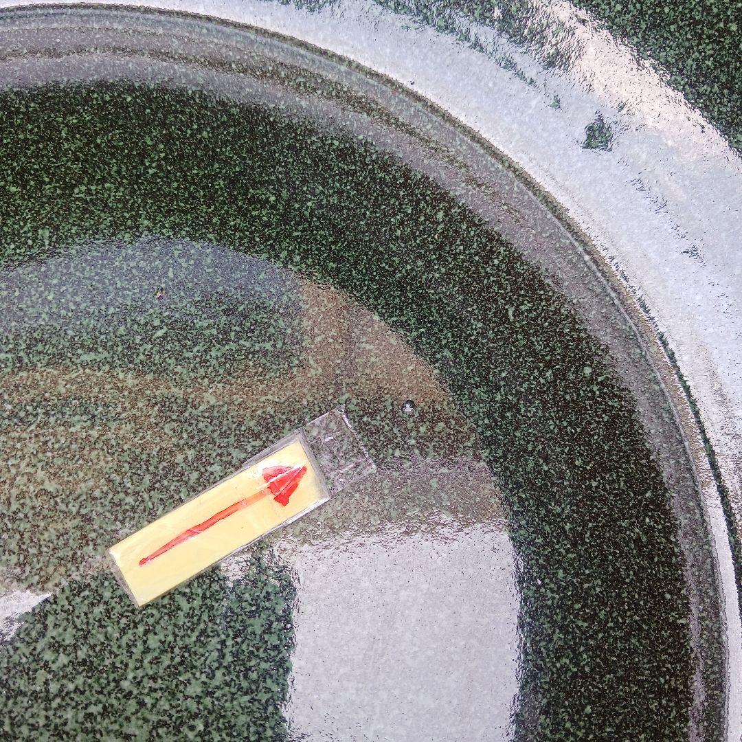 新品　特大51x49　陶器睡蓮鉢　メダカ鉢　難有　エメラルドグリーン　緑黒LBK