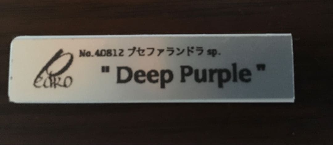 ブセファランドラ deep purple