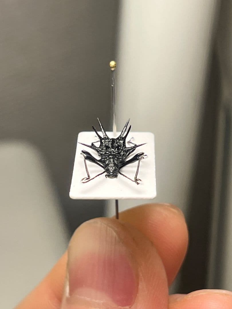 トゲトゲテントウムシダマシ 昆虫標本 Cacodaemonフトタマムシ