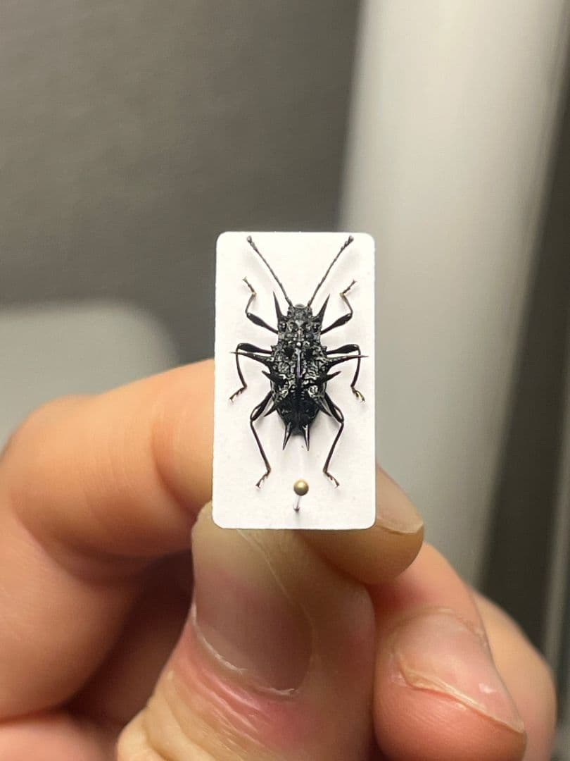トゲトゲテントウムシダマシ 昆虫標本 Cacodaemonフトタマムシ