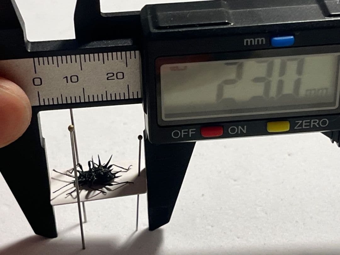 トゲトゲテントウムシダマシ 昆虫標本 Cacodaemonフトタマムシ