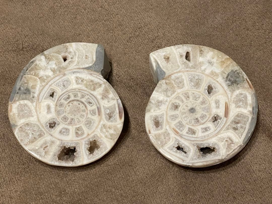 オウムガイ　化石