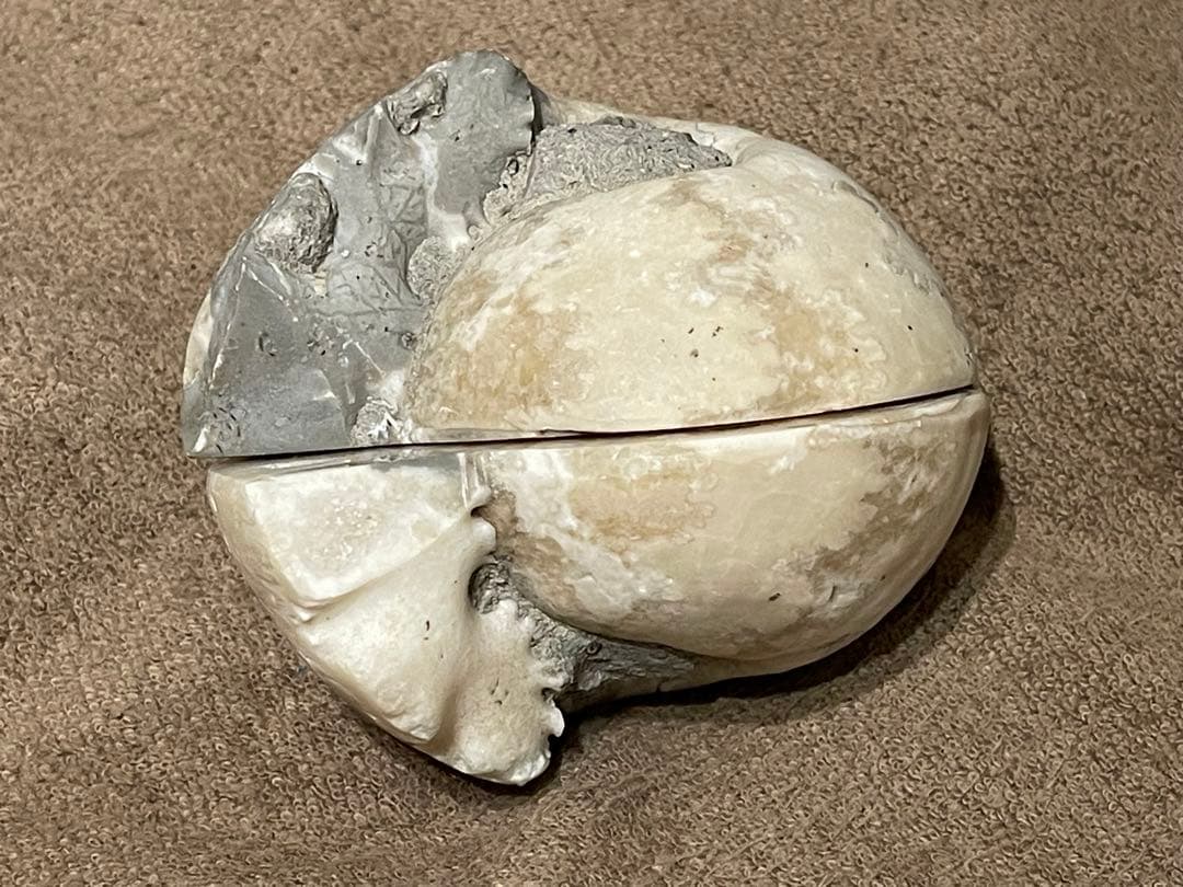 オウムガイ　化石