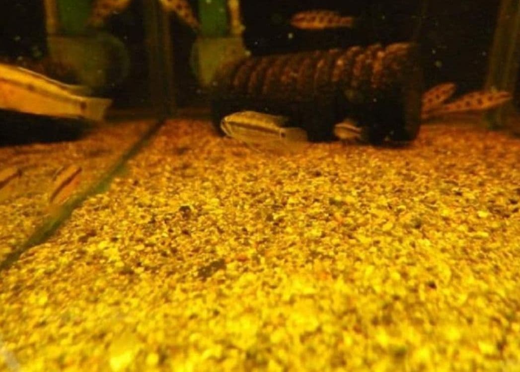 大小様々　無農薬マジックリーフ　天然ももたまな葉　　枚