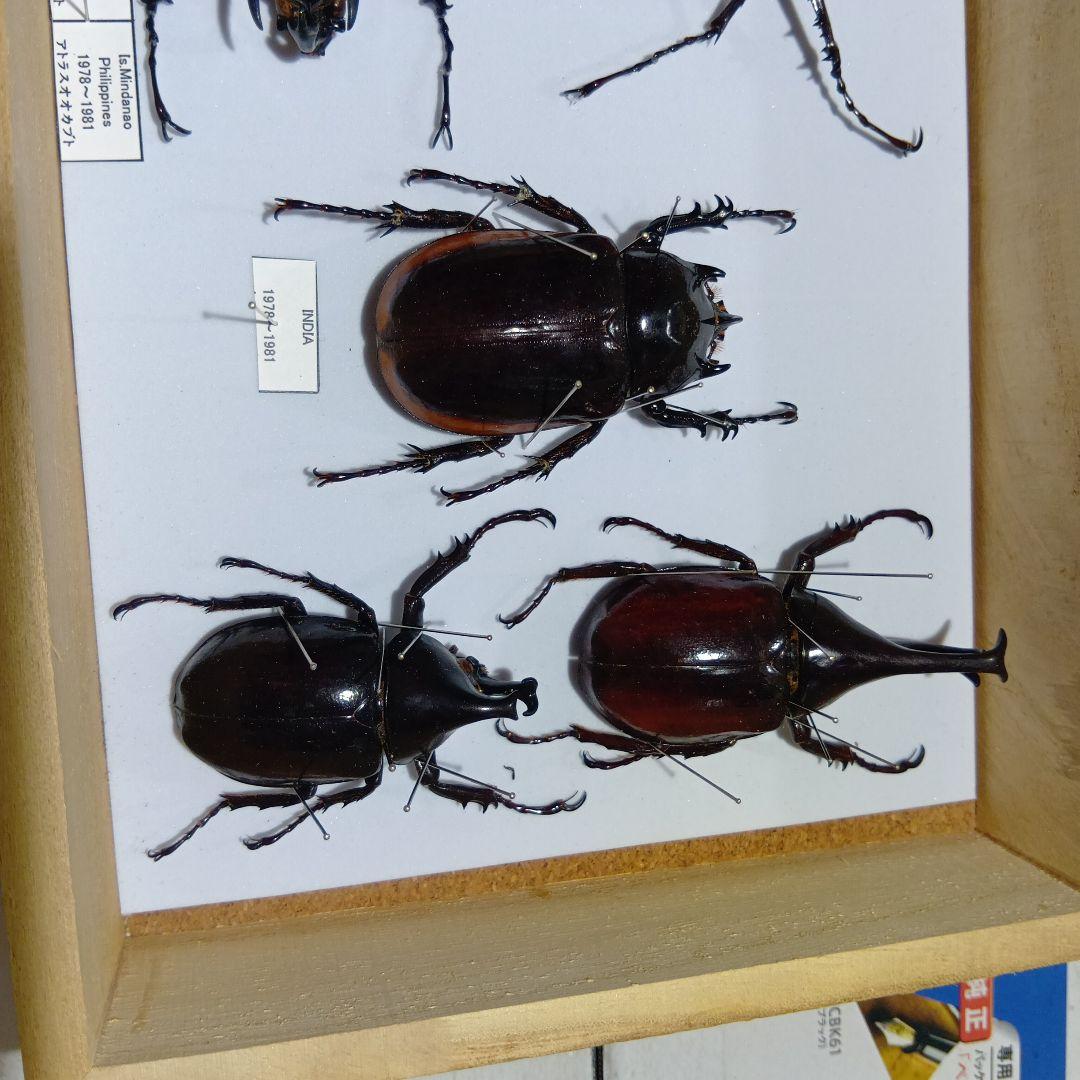 アトラスオオカブト、その他カブトムシ標本